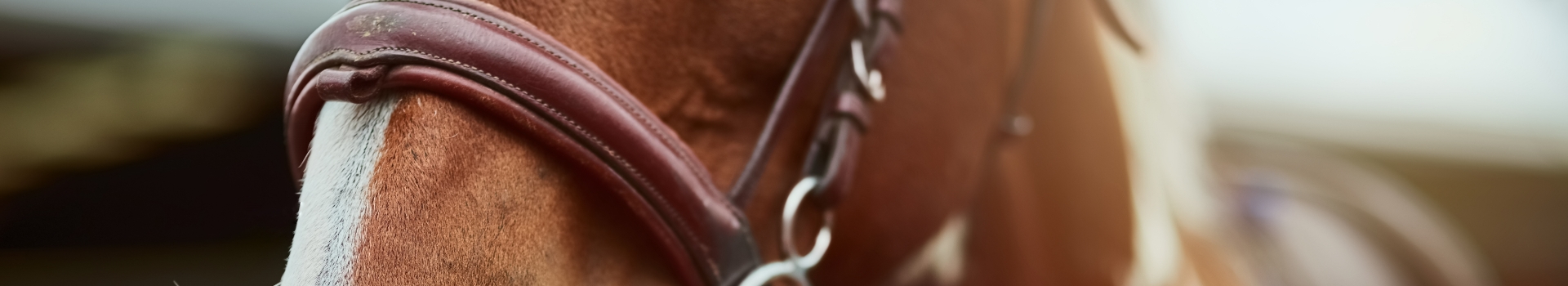 The Qatar Racing and equestrian Club is inviting applications for a Regulatory Veterinary Officer